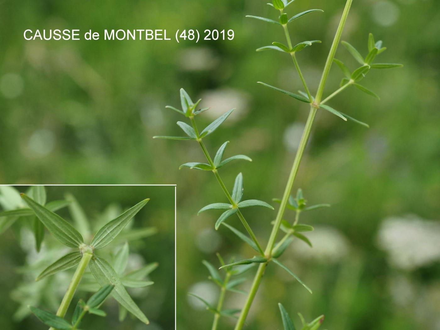 Bedstraw, Northern leaf